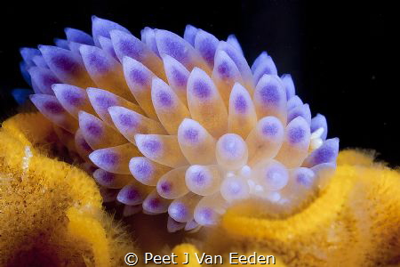blue gas flame that's my name by Peet J Van Eeden 