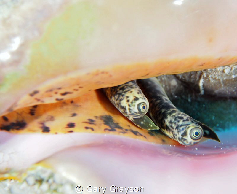Conch saying "peep o" in Jardines de la Reina, Cuba by Gary Grayson 