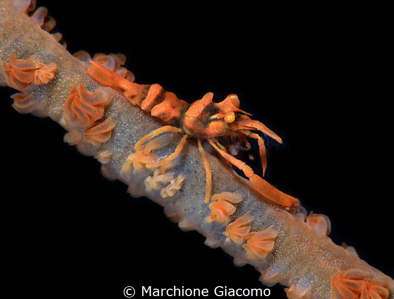 Nikon D800 E, 105 macro , two strobo
Lembeh strait by Marchione Giacomo 