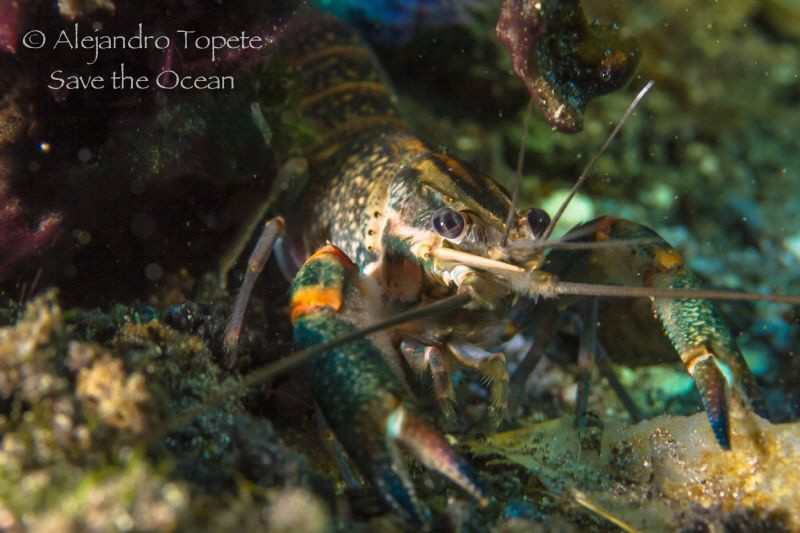 River Shrimp, Las Estacas Mexico by Alejandro Topete 