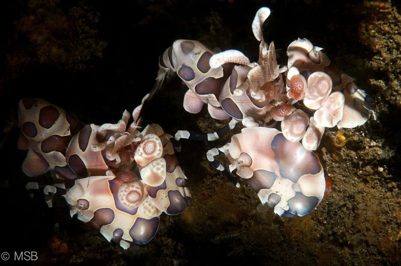Harlequin shrimps in Lembeh. by Mehmet Salih Bilal 