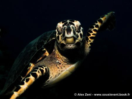 hawksbill encounter by Alex Zeni 