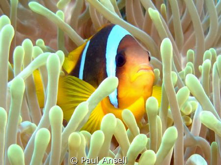 Taken with a Fuji F200 and a Ramora stobe in Ras Mohamed by Paul Ansell 