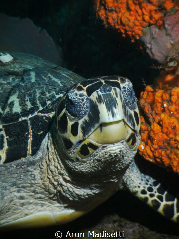 Sealife DC800 by Arun Madisetti 