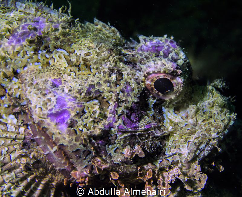 Macro by Abdulla Almehairi 