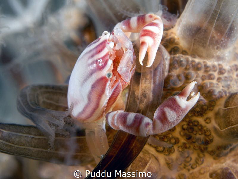nikon d800e,Lembeh strait by Puddu Massimo 