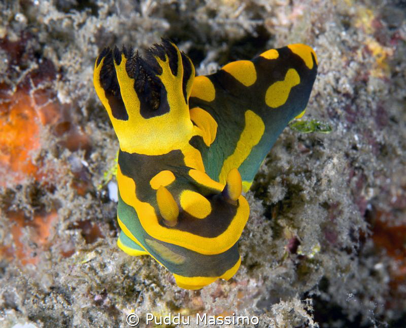 nikon d800e,105 micro,Lembeh strait by Puddu Massimo 