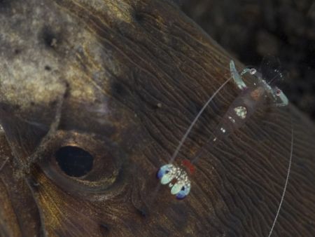 'Night shift (3/1)' from Lembeh. Taken with Olympus E-20 ... by Istvan Juhasz 