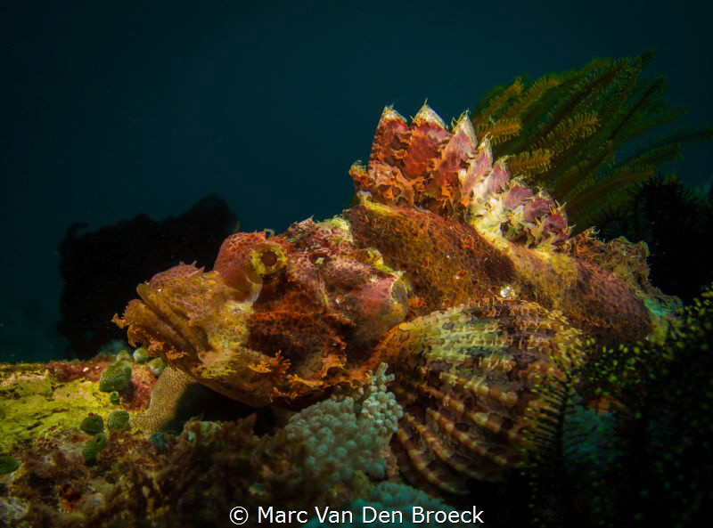 Big scorpion fish by Marc Van Den Broeck 
