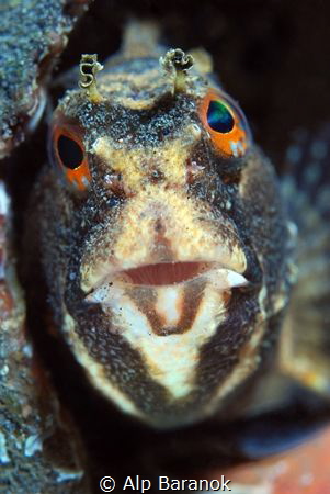 Butterfly blenny by Alp Baranok 