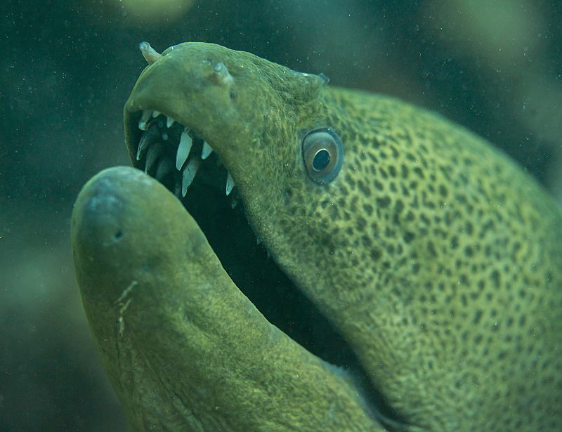 teeth by Chris Krambeck 