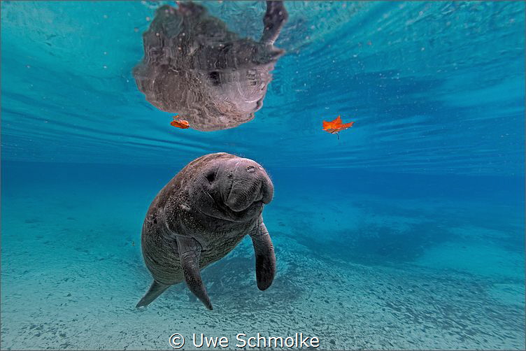 Manatee kid by Uwe Schmolke 