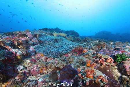 Nusa penida, crystal bay by Andy Yufan 