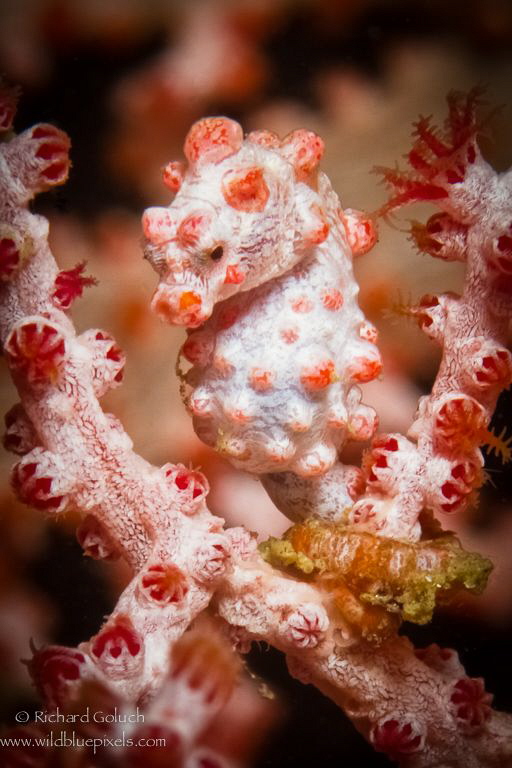 Bargibanti Pygmy Seahorse-Lembeh by Richard Goluch 