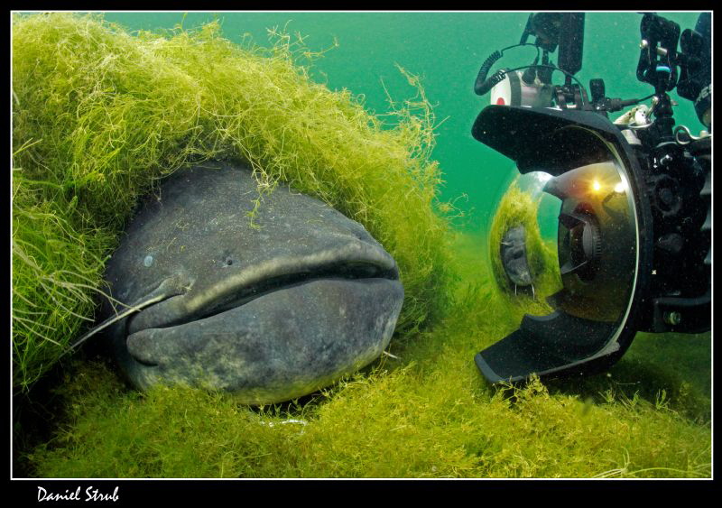 Buddy Sven facin a 2m Wels Catfish :-D by Daniel Strub 