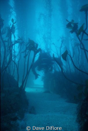Through the Kelp Beds by Dave Difiore 