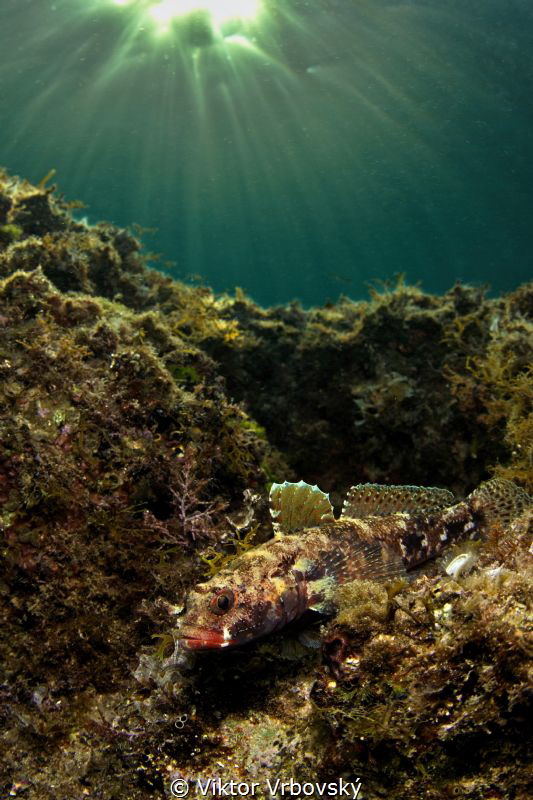 Goby by Viktor Vrbovský 