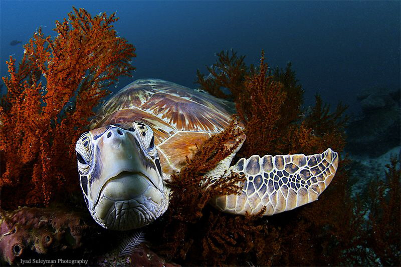 Turtle from Sipadan by Iyad Suleyman 