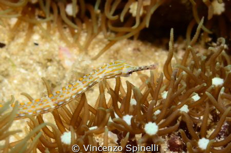 suddenly it appears, soft and lonely looking for somethin... by Vincenzo Spinelli 