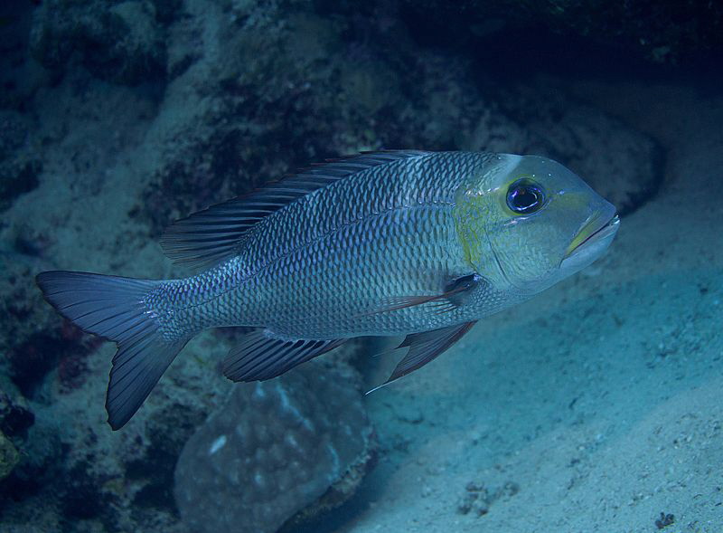 Humpnose big-eye bream
at fringing reef near
Marsa Nakari by Chris Krambeck 