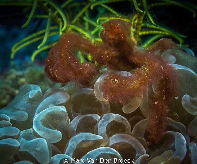 Achaeus japonicus by Marc Van Den Broeck 