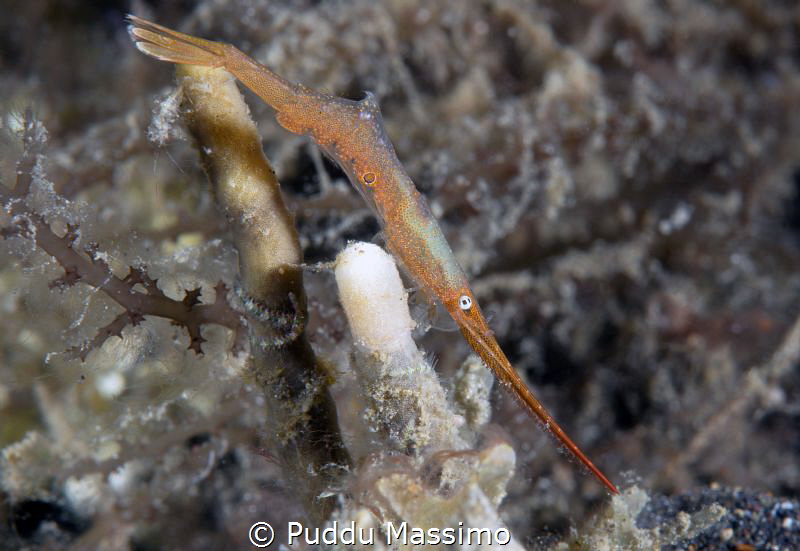 Lembeh strait,nikon d800e,105 micro by Puddu Massimo 