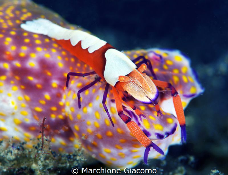 Periclimens Imperator on Nudy
Nikon D800E , 105 macro 
... by Marchione Giacomo 
