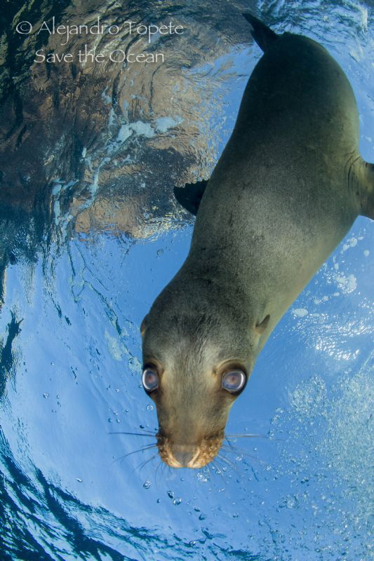Curiosity, La Paz Mexico by Alejandro Topete 