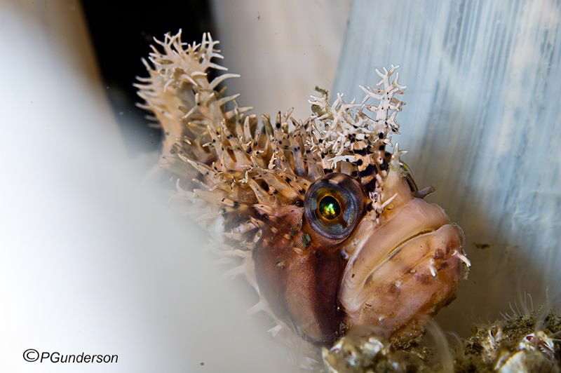 Crown Prince of Anemones by Pat Gunderson 