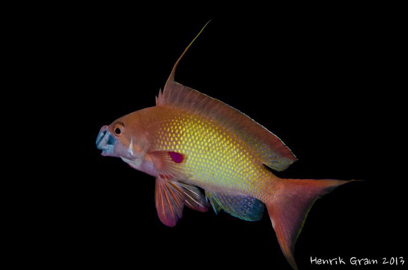 Lyretail Anthia by Henrik Gram Rasmussen 