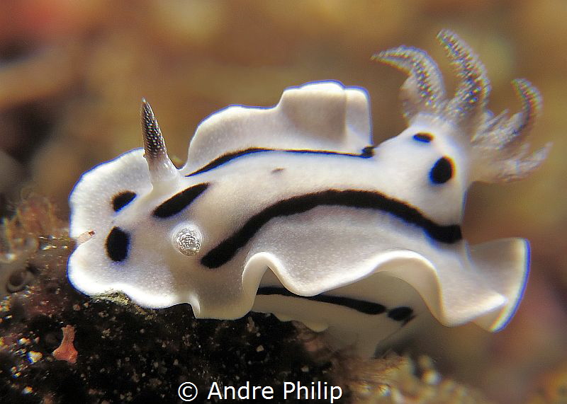 White Beauty - Chromodoris Willani by Andre Philip 