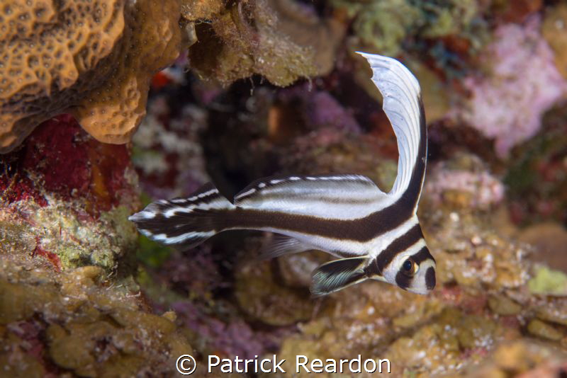 Juvenile drum swimming elegant circles. by Patrick Reardon 