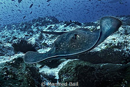 getting close by Manfred Bail 
