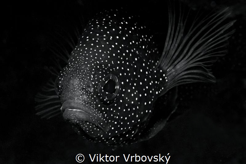 B/W by Viktor Vrbovský 