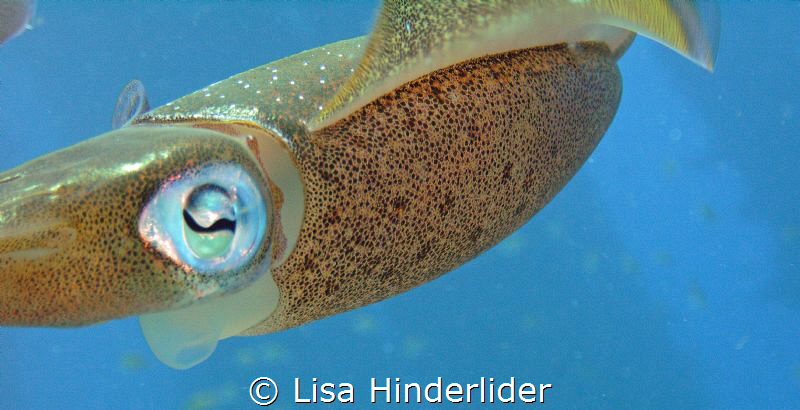 "Eye" think you're interesting! by Lisa Hinderlider 