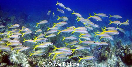 Chasing the YellowAIL by Dave Difiore 