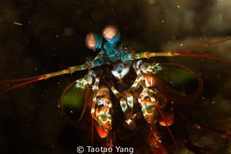 MANTIS SHRIMP by Taotao Yang 