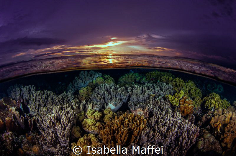 " SUNSET CORAL AVENUE"
 by Isabella Maffei 