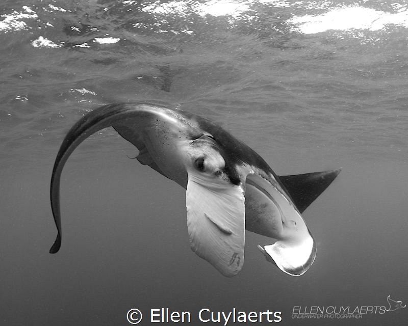 Manta up & close by Ellen Cuylaerts 