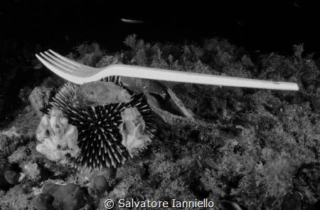 New species of sea urchin fork ? by Salvatore Ianniello 