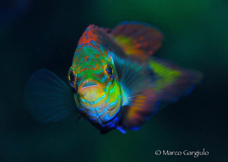 S. ocellatus by Marco Gargiulo 