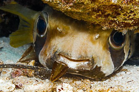 Hello bright eyes! by Elaine Wallace 