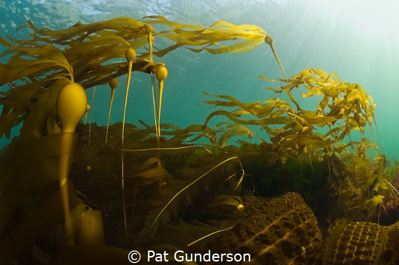 In the Current by Pat Gunderson 