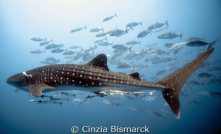 "FOLLOW THE LEADER" by Cinzia Bismarck 