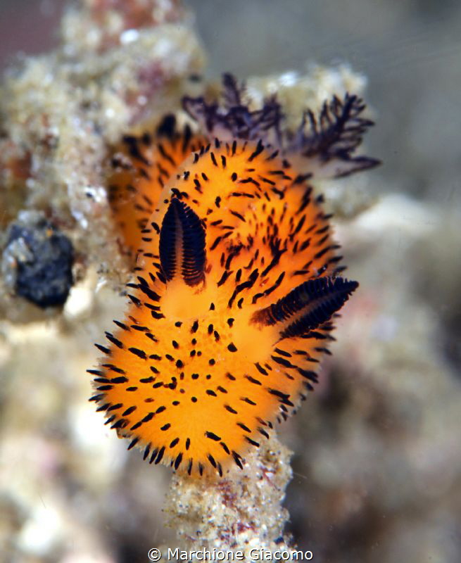Nikon D800E, 105 macro, twin strobo
Lembeh strait by Marchione Giacomo 