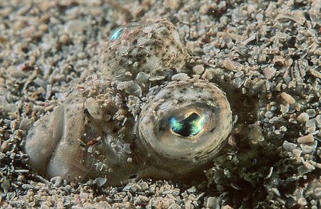 Plaice close-up.
Aughrus, Connemara.
F90X, 60mm. by Mark Thomas 