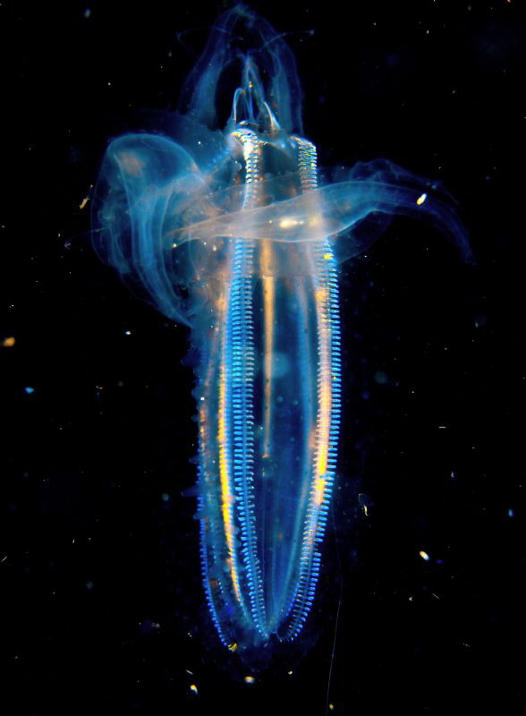 Dancer in the dark---- it was a night dive， a swimming Ct... by Gang Song 