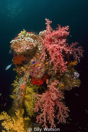 Corals covering davit of the Sankisan Maru
Canon 30D, 15... by Billy Watson 