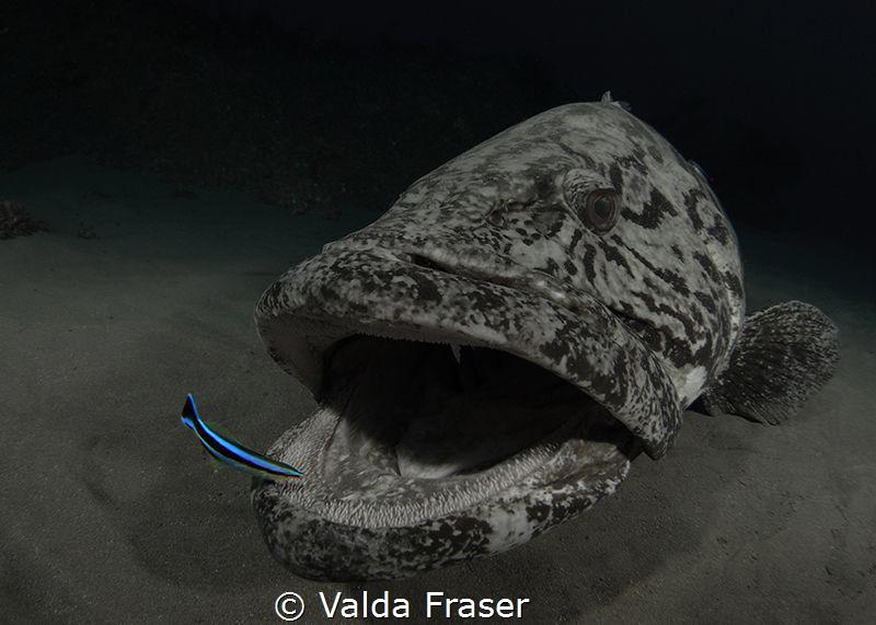 The cleaner wrasse has lots of work to do. by Valda Fraser 