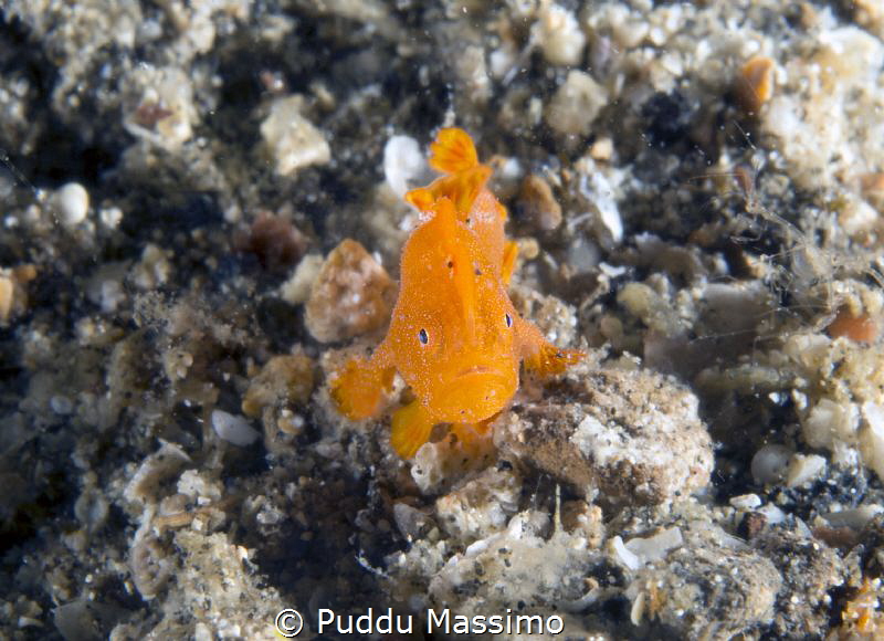mini frog,Lembeh strait,nikon d800e,105 micro by Puddu Massimo 
